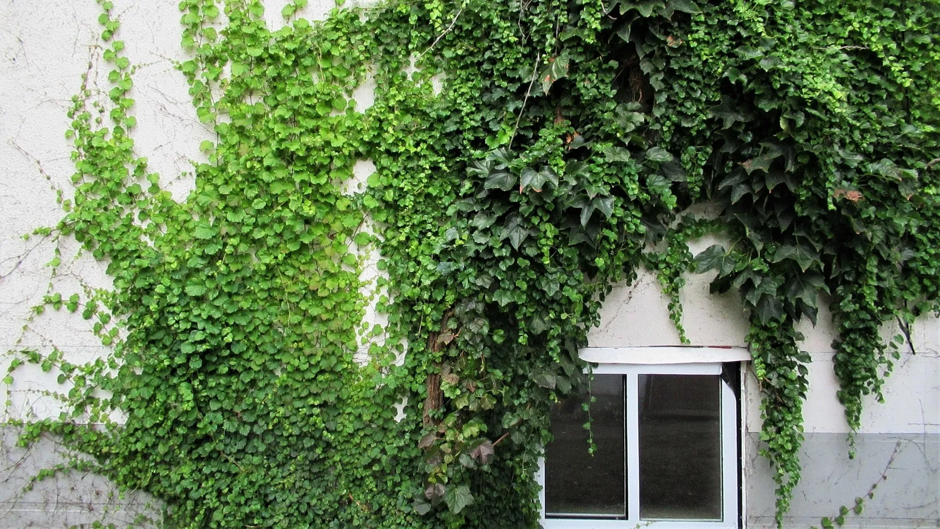 Plante grimpante faisant office de protection solaire